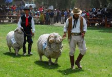 Expo rural Bariloche promete nutrida parrilla de actividades para disfrutar en familia