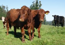 Agricultor de Río Negro sufrió el robo de 18 novillos