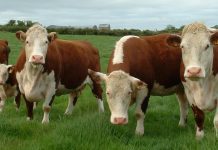 Por resolución del SAG, Chile suspendió la importación de carne y animales en pie desde la Patagonia de ese país