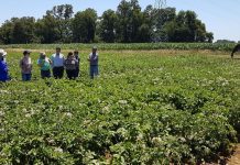 INIA comparte tecnologías para el manejo informado de la sanidad del cultivo de papa