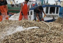 Marea roja: 170 puntos de monitoreo existen actualmente en la región de Los Lagos