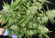 Pareja es detenida en San Pablo por tener más de 43 plantas de marihuana