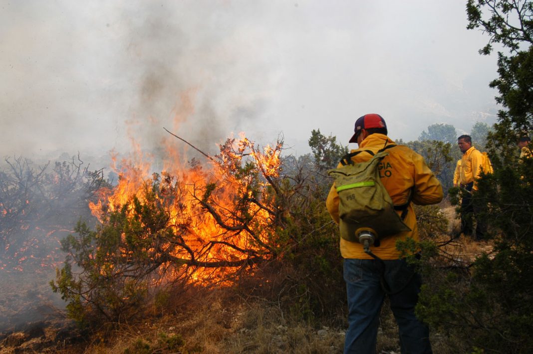 FORESTAL1