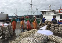 Chiloé: Intensas fiscalizaciones sanitarias de mariscos