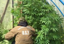 Mujer es detenida tras incautarle siete plantas de marihuana en sector rural de Osorno