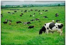 Investigaciones del INIA, en el ámbito de la sustentabilidad