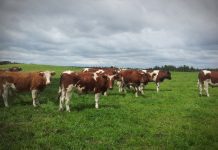 Agricultor instó a la ciudadanía a colaborar en la captura de responsables de abigeatos en la zona