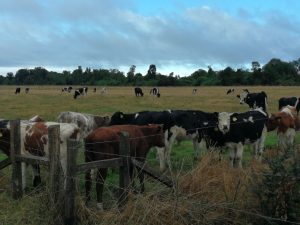 Cámaras delatarán ataques de ladrones de ganado