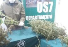Mujer de 61 años fue detenida en Maullin con más de 6 kilos de marihuana elaborada.