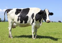 APROVAL espera que no se cumplan predicciones que perjudicarían a sector lechero