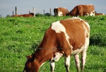 Comisión Europea prevé reducciones en producción de vacunos, porcinos y caprinos.