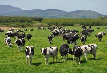 Comisión de Agricultura de la Cámara Baja sesionará para evaluar proyectos relacionados al rubro lechero