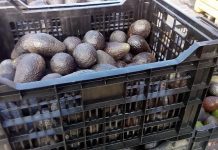 Ministro Walker anuncia aprobación de exportaciones de palta chilena a Australia