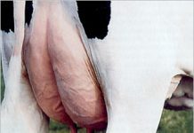 Presidente de Fedeleche entregó pruebas a FNE de su denuncia ante Comisión de Agricultura