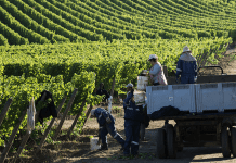 PODCAST CAMPO AL DÍA : La vitivinicultura tiene futuro en el sur de Chile incluso desde el punto de vista turístico