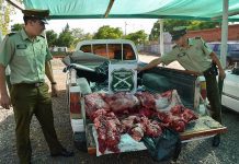 Implementan acciones preventivas para evitar el abigeato en Fiestas Patrias.