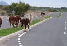 Gremio Agrícola llama a reforzar seguridad en los predios.