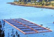 Gerente general de Intesal: «aún falta ciencia para el desarrollo de la salmonicultura»