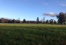 Vecinos denuncian que comunidad ingresó animales a un fundo sin autorización en Máfil