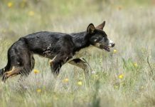 Core Casanova solicitará compensar a dueños de animales atacados por perros asilvestrados