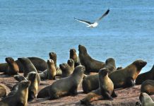 Graves problemas sufren pescadores artesanales merluceros por plaga de lobos