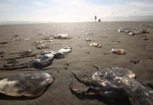 Investigan varamiento de fragatas portuguesas en playas de Ancud y Maullin