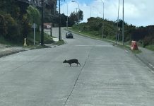 Llaman a la precaución ante avistamientos de pudúes en periferia Urbana de Puerto Montt