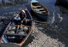 Comienza audiencia de formalización a exdirector Directemar por vertimiento de salmón descompuesto en Chiloé