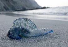 Levantan restricción a playas de Ancud y Maullín por ausencia de Fragata Portuguesa