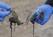 Decretan restrición en playa de Ancud por presencia de Fragata Portuguesa