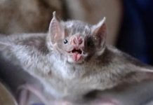 Seremi de Salud de Los Ríos confirmó sexto caso de rabia en la región