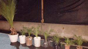 4.000 kilos de papas sin documentación de origen decomisó el SAG de región de Los Lagos