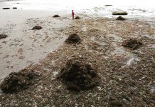 Incautan dos mil kilos de recurso pelillo tras fiscalización de la Capitanía de Puerto de Ancud