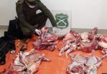 Dos hombres fueron detenidos por Carabineros por transportar cerca de 200 kilos de carne de manera clandestina en Puerto Varas