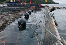 Sernapesca confirmó nueva fuga de salmones desde centro de cultivos en la bahía de Chincui en Puerto Montt