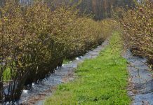 A 100 mil hectáreas podrían llegar los frutales en Osorno