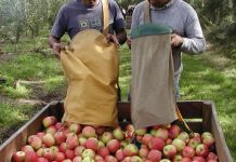 SAGO A.G. realizó charla técnica sobre contratación de trabajadores por obra y faena para el sector frutícola