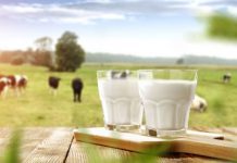 Sociedad Campos Australes espera irrumpir en el mercado lechero en el segundo semestre de 2019