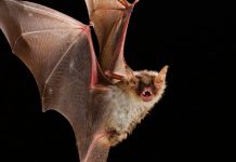 Hallazgo de murciélago: Un centenar de mascotas recibieron vacuna antirrábica