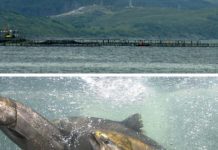 Chiloé: Activan plan de contingencia por eventual escape de salmones