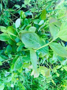 PDI Valdivia recupera plantas de arándano robadas desde predio agrícola