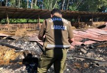 148 terneros murieron calcinados en incendio de galpón en predio en sector Tegualda