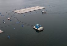 Los Lagos: Activan plan de contingencia por eventual escape de peces