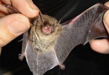 Encuentran murciélago con rabia en Osorno. Seremi de Salud dispuso vacunación de mascotas para el lunes 10 de diciembre