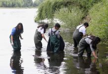 Agrupación Defensores del Rahue realizaron nueva jornada de limpieza del río osornino