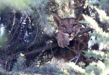 SAG trabaja protocolo para rescatar a especies silvestres que aparezcan en viviendas