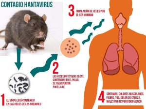 Funcionaria del Servicio de Salud de Palena continúa grave tras contagio por virus Hanta