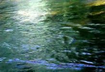 Tragedia en Purranque: Pareja pierde la vida ahogada en el sector Río de La Plata