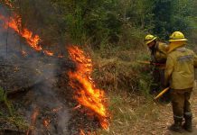 Nuevo balance de Onemi: Cuatro incendios forestales se mantienen activos y seis están controlados