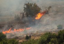 Incendios forestales consumieron más de mil hectáreas y 300 evacuados en Navidad y Santo Domingo